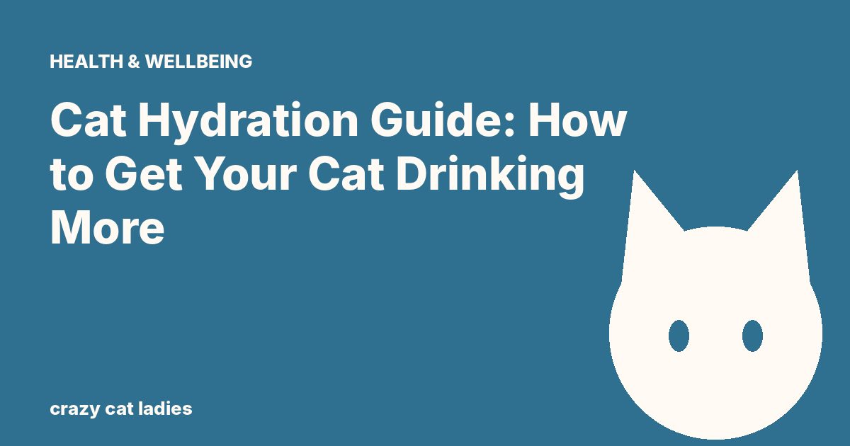 Cat Hydration Guide: How to Get Your Cat Drinking More – Crazy Cat Ladies