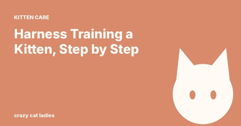 Harness Training a Kitten, Step by Step – Crazy Cat Ladies