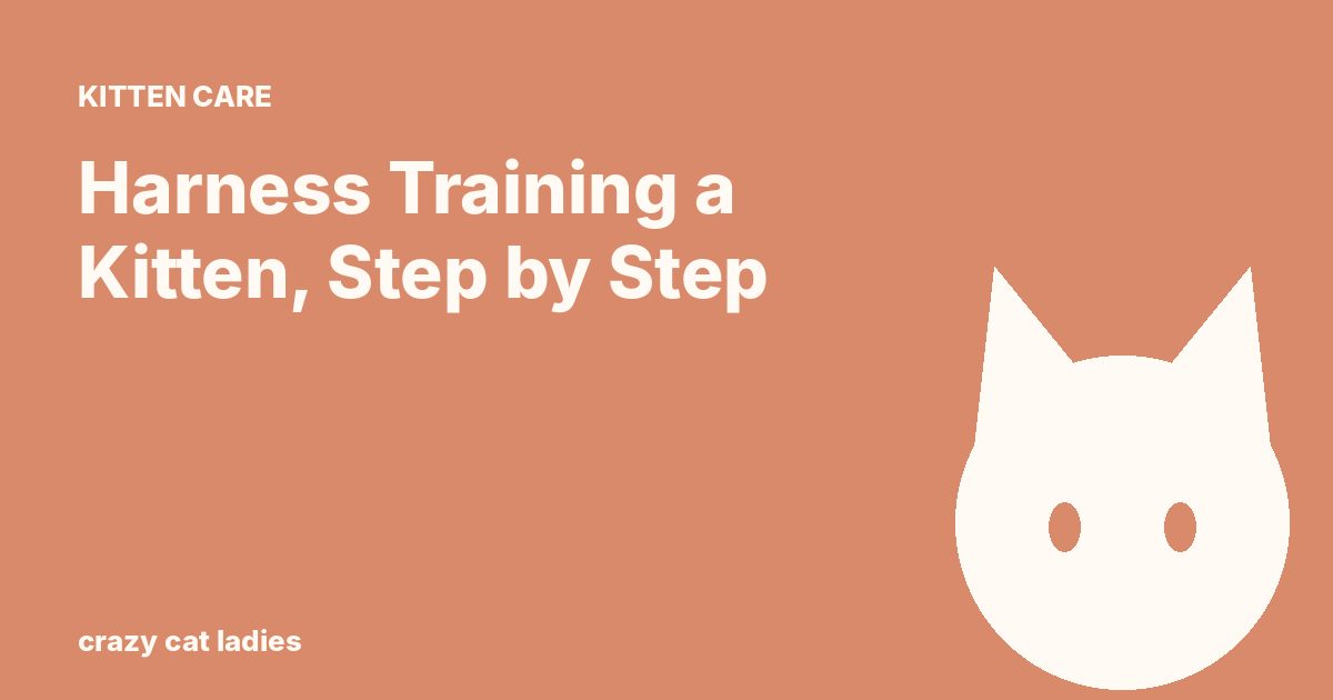 Harness Training a Kitten, Step by Step – Crazy Cat Ladies