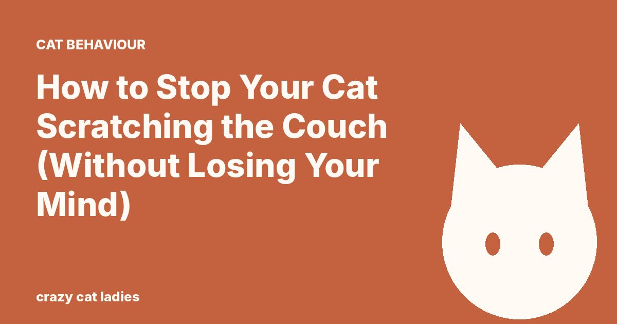 How to Stop Your Cat Scratching the Couch (Without Losing Your Mind) – Crazy Cat Ladies
