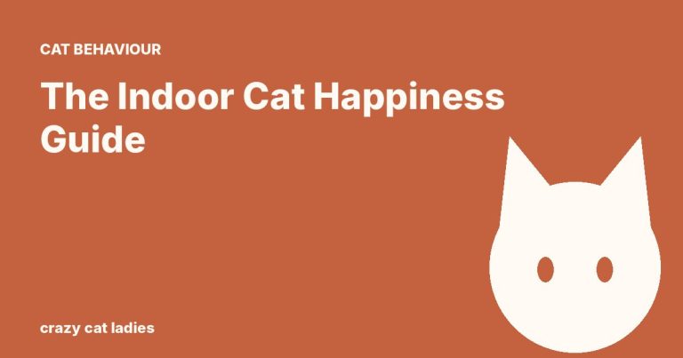The Indoor Cat Happiness Guide – Crazy Cat Ladies