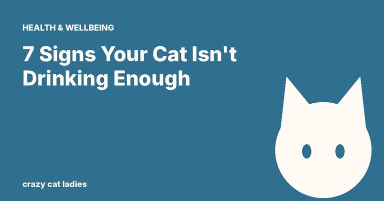 7 Signs Your Cat Isn't Drinking Enough – Crazy Cat Ladies